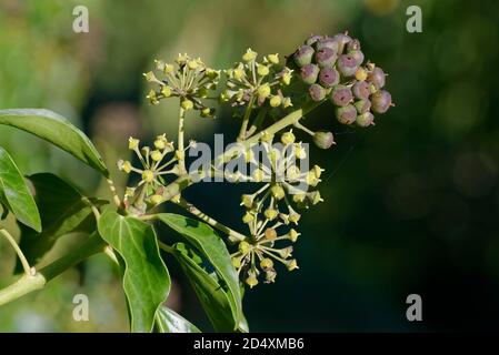 Common Ivy Fruit - Hedera helix, cluster of berries, with leaves Stock Photo