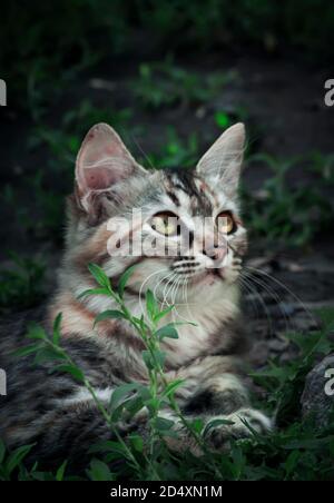 Small striped gray-white kitten, closeup portrait Stock Photo