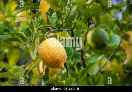 Lemons growing on the lemon tree in Belmont, California Stock Photo