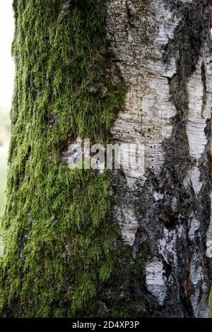 birch trunk on one side covered with moss close up Stock Photo