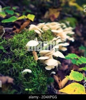 Mushrooms, Fungi, Plant growing on fallen tree outside of Moxie Falls in Maine. Focus on plants on top of log with blurry background. Stock Photo