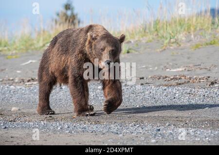 Alaska brown bear, Lake Clark National Park Stock Photo