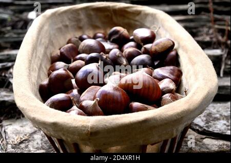 Fresh chestnuts in an old wicker basket Stock Photo