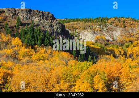 aspen in fall color in foothills above the mill creek valley near anaconda, montana Stock Photo