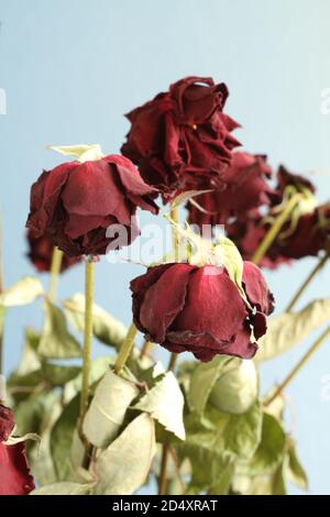 Dried red roses on a light blue background. Closeup Stock Photo