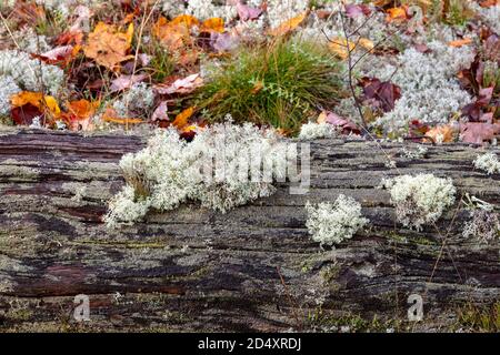 Reindeer Lichen (Cladonia rangiferina), N. Michigan, USA, by James D Coppinger/Dembinsky Photo Assoc Stock Photo