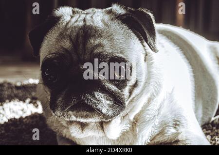 Female pug dog closeup on face expression, cute adult Canis lupus familiaris at home in black and white colors laying on the fluffy carpet, beautiful Stock Photo