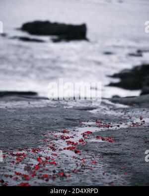 Black and white photo with red flower petals of rocks along the ocean seaside, in Acadia National Park Maine USA Stock Photo