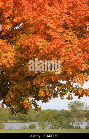 Colorful sugar maple tree showing its bright fall colors in the woods ...