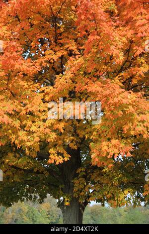 Colorful sugar maple tree showing its bright fall colors in the woods ...