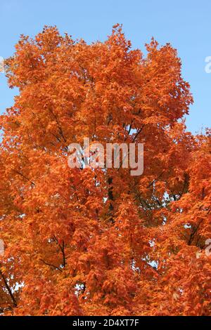 Colorful sugar maple tree showing its bright fall colors in the woods ...