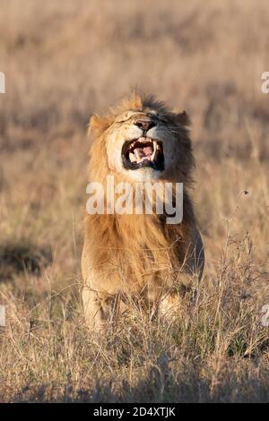 Roaring lion (Panthera leo) in the Masaai Mara of Kenya Stock Photo