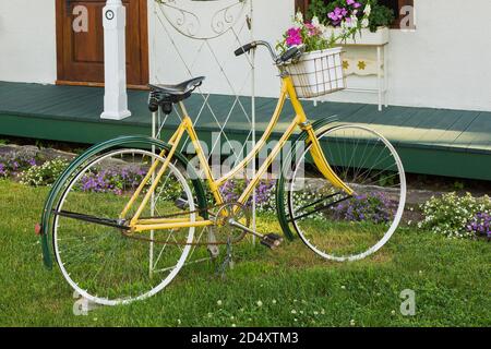 Decorative vintage yellow and green bicycle with white flower basket containing pink annual flowers in front yard in summer. Stock Photo