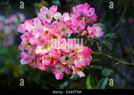 Rosa canina Pink and white dog rose wild rose growing in an English garden close up Stock Photo