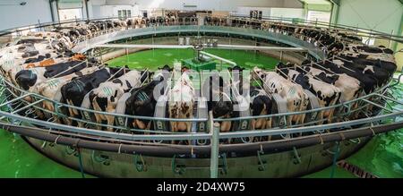 Panorama of Cows on milking machine in dairy farm. Stock Photo