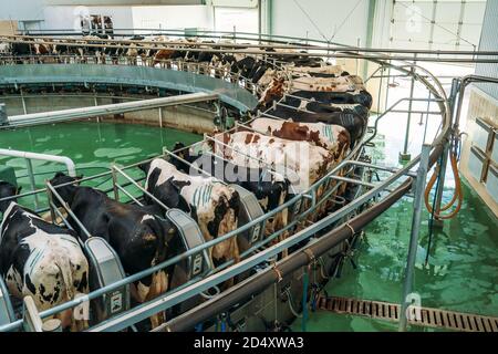 Milking cows process on automatic industrial milking system in dairy farm. Stock Photo