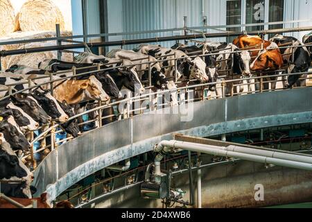 Round rotary machine for milking cows in dairy farm. Stock Photo