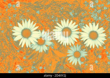 stylize color Daisy Flowers using gradient map filter and bold, vibrate ...