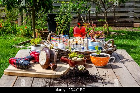Succulents and house plants being potted in reuse cups, mugs and kitchen outside on garden bench, in sunny garden background. Zero waste gardening, re Stock Photo