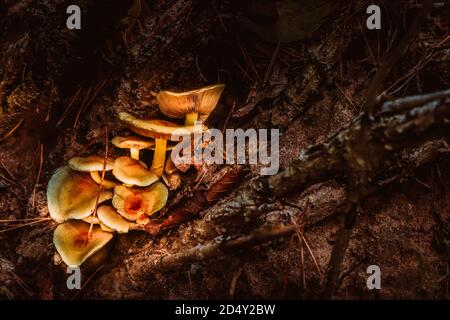 Group of orange false chanterelle mushrooms, latin: Hygrophoropsis aurantiaca family Stock Photo