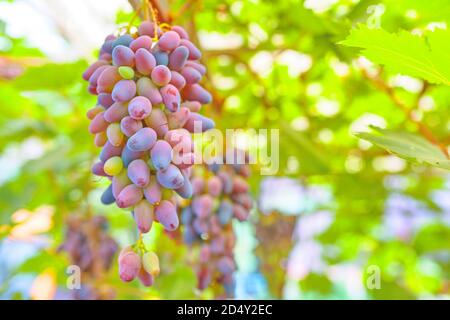 Large bunch of grapes on background of green foliage. Harvest on a sunny day. Dark grapes, raw materials for wine. Stock Photo