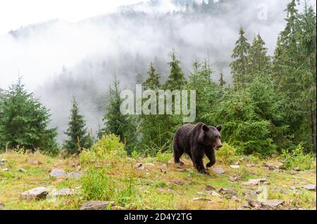 Brown bear (Latin Ursus Arctos) in the forest on a background of wildlife. Stock Photo