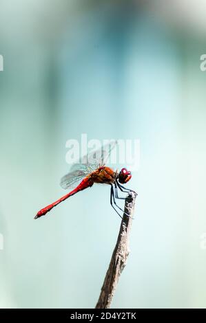 Beautiful dragonfly (Sympetrum sanguineum) sitting on a pointed branch Stock Photo