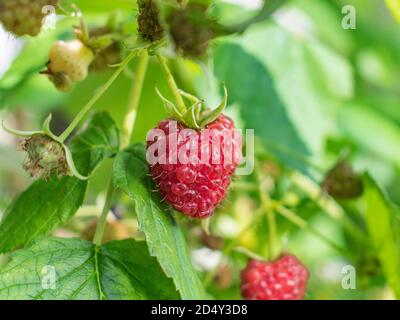 Ripe European red raspberry in autumn, Rubus idaeus Stock Photo