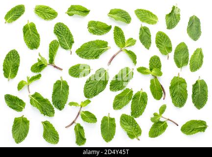 Fresh mint isolated on the white background.Set,leaves Stock Photo
