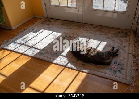 pet cat sleeping by front door inside a home in the sunshine Stock Photo