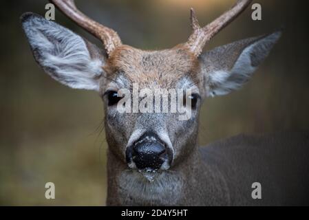 Portrait of a Drooling Whitetail Buck Deer Stock Photo