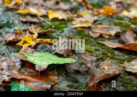 Green, yellow and brown leaves on mossy rock Stock Photo