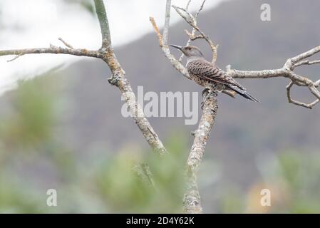 The Red-shafted Flicker (Colaptes auratus) from mount diablo state park in California. Stock Photo