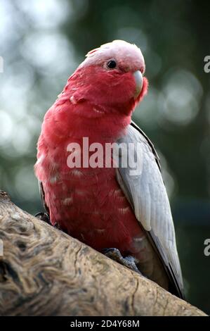 Galahs are very common in Victoria, Australia, but can be fun to watch their silly antics. This one was curious about my camera. Stock Photo