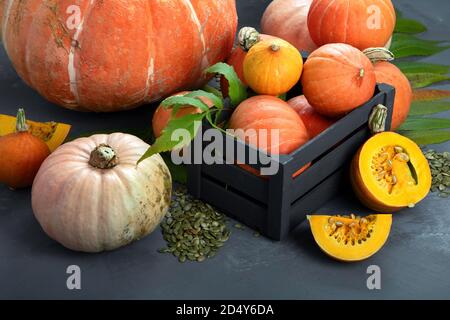 Assortment of raw pumpkins on grey background. Autumn harvest. Concept of Thanksgiving day or Halloween. Stock Photo