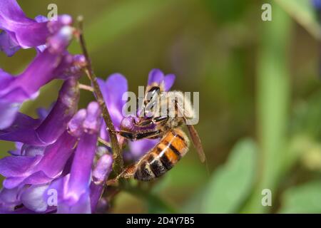 Honey bee pollinating a patch of Purple Cow Vetch wildflowers in Houston TX during Springtime. Stock Photo