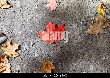 A single, isolated red maple leaf resting on the ground in rural Vermont. This leaf is typical of fall or autumn foliage colors. Stock Photo