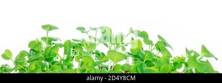 Microgreens panorama, a banner with many fresh green sprouts on a white background Stock Photo