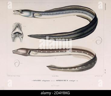 Argentine conger (Conger orbignianus) is a conger of the family Congridae. (Top) and Punctuated snake-eel (Ophichthus remiger, also known as the Common snake eel hand coloured sketch From the book 'Voyage dans l'Amérique Méridionale' [Journey to South America: (Brazil, the eastern republic of Uruguay, the Argentine Republic, Patagonia, the republic of Chile, the republic of Bolivia, the republic of Peru), executed during the years 1826 - 1833] Volume 5 Part 1 By: Orbigny, Alcide Dessalines d', d'Orbigny, 1802-1857; Montagne, Jean François Camille, 1784-1866; Martius, Karl Friedrich Philipp vo Stock Photo