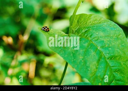 Small single ladybug sitting on a green leaf. Animals and insects in the wild Stock Photo