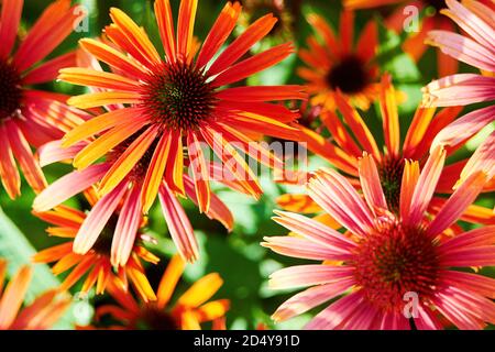 Many vivid rudbeckia flowers on the summer meadow. Floral and herbal wallpapers and backgrounds