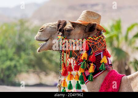 Camel head in festive harness close up on blurred background Stock Photo