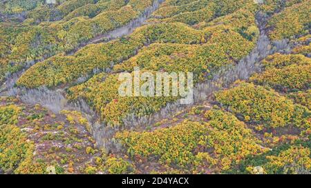 Beijing, China. 11th Oct, 2020. The beauty of LaPaGouMen primeval forest park in autumn in Beijing, China on 11th October, 2020.(Photo by TPG/cnsphotos) Credit: TopPhoto/Alamy Live News Stock Photo