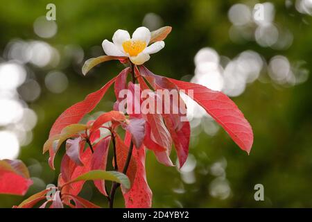 Franklinia alatamaha, Franklin tree also known as Gordonia alatamaha, Gordonia pubescens. Single white flower, red leaves, blurred background Stock Photo