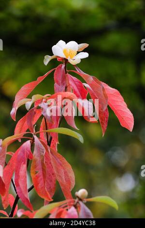 Franklinia alatamaha, Franklin tree also known as Gordonia alatamaha, Gordonia pubescens. Single white flower, red leaves, blurred background Stock Photo