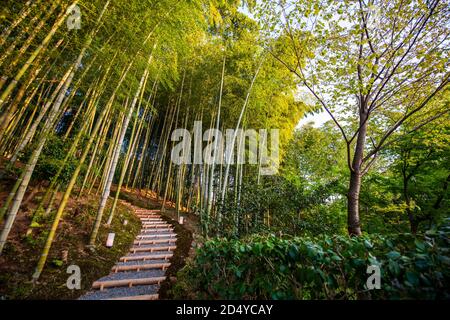 Bamboo grove at Kodai-ji temple in Kyoto, Japan Stock Photo