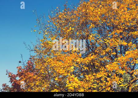 Collection of Beautiful Colorful Autumn Leaves, green, yellow, orange, red. Autumn yellow leaves background in sunny day Seamless tree bark background Stock Photo