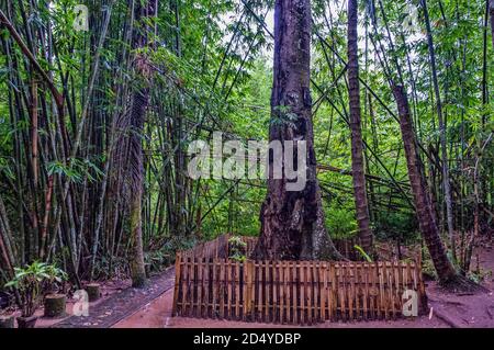 Baby graves in trees, Kambira, Tona Toraja, South Sulawesi, Great Sunda Islands, Indonesia Stock Photo