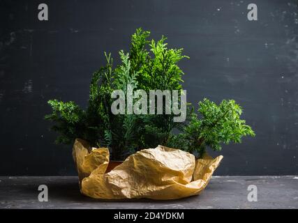 Green Thuja Tree Branches Background. Natural Needles Backdrop, Bright  Evergreen Texture Stock Photo, Picture and Royalty Free Image. Image  86204013.