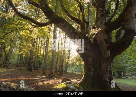 Morning sun at forest with the first colors of autumn. Stock Photo